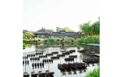 2026张家界夏季团建新篇：贝塔团建以‘长安的荔枝’解锁国风团建新体验